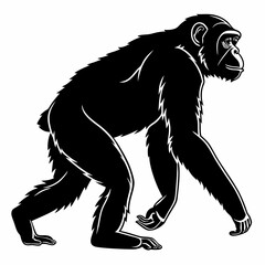Fototapeta premium chimpanzee sihouette black vector