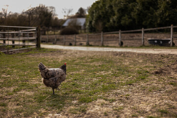 Poule au milieu de nulle part