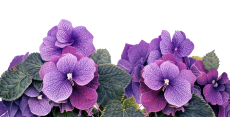 Flower purple violet plant.