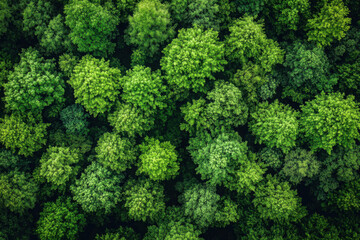 Fototapeta premium Green forest with dense foliage, sunlight filtering through, creating a dappled effect on the ground. Shadowy path winding through the tall trees.