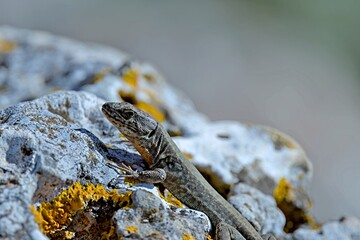 Cretan Wall Lizard - Podarcis cretensis, Crete