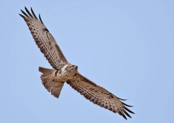 A Common Buzzard - Buteo buteo on Crete, Greece 