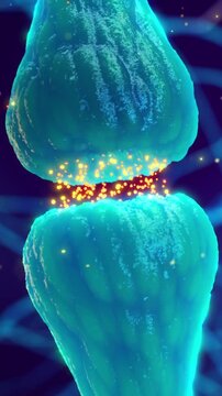 Synaptic transmission between nerve cells (neurons), vertical video. The synapse is the gap between two neurons and is also called neuronal junction	