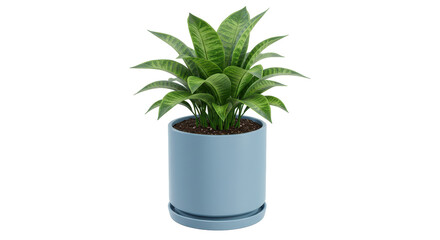 Isolated Snake Plant in Blue Pot