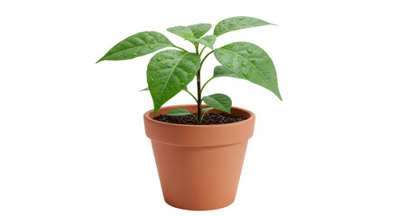 Isolated Green Plant in Terracotta Pot with Water Droplets