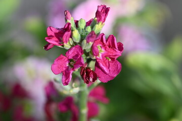pink flowers in the garden