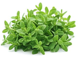 Bunch of fresh savory herbs on a white background, herb cultivation