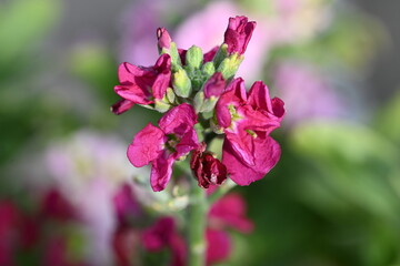 pink flowers in the garden