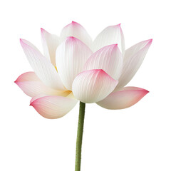 Fototapeta premium Elegance of the Lotus Blossom Isolated on Transparent Background