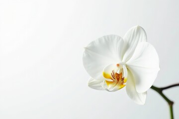Fototapeta premium Delicate white orchid blossom against pure white background, petal, elegant