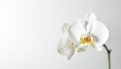 Delicate white orchid blossom against pure white background, pure, nature
