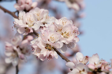 Spring Concept, Blooming Plum Flowers in China