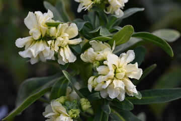white and yellow flowers