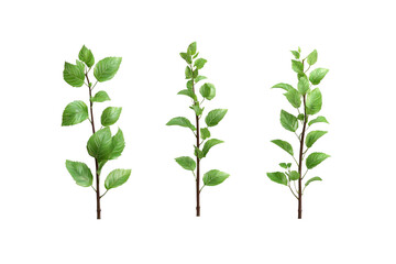 Three Sprigs of Green Leaves, Isolated on Transparent background