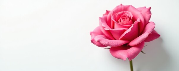 Fototapeta premium Single perfect rose, vibrant petals, white backdrop, bloom, clipping path, isolated