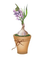 Illustration, poster, card  with purple bulbous flowers in a pot on a white background. Ideal for spring,  gifts for  gardener, home decor, holiday, fabric, gift paper, packaging