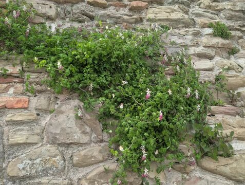 Vegetazione selvatica sulle mura di cinta dell'antico borgo nelle Marche in Italia