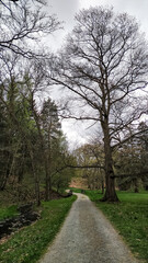 Gravel path winding through a serene park in spring, pruhonice, czechia