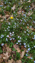 Blooming forget me nots and dandelion in spring meadow in pruhonice, czechia, Floral Background with Copy Space