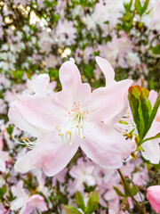 Delicate pink azalea blossoms in spring bloom pruhonice, Floral Background with Copy Space