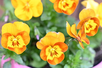 Fototapeta premium yellow and orange flowers