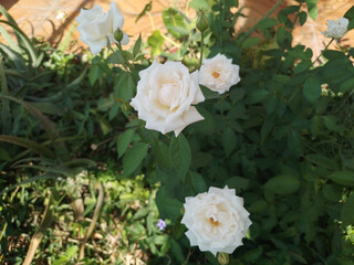 Fototapeta premium Delicate White Roses with Green Leaves. Serene White Roses in Natural Light. 