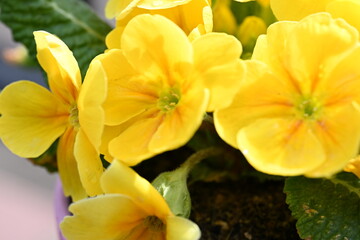 Obraz premium yellow flowers