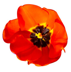 Naklejka premium red poppy isolated on white