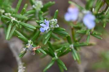 forget me not