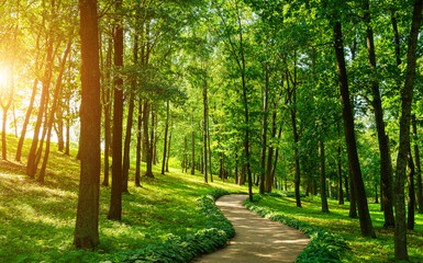 Footpath through a park with lush green trees during the daytime in spring