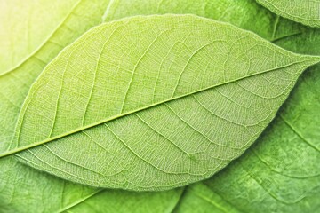 Closeup Green Leaf Texture Background Nature