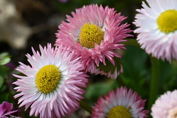 pink and yellow flower