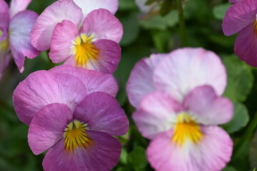 purple flowers in the garden