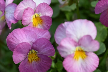 Fototapeta premium purple flowers in the garden