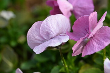 Naklejka premium purple flowers in the garden