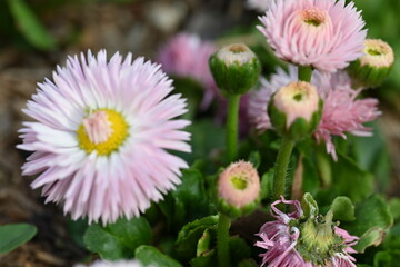 pink and white flowers
