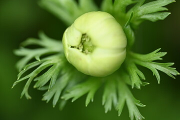 green flower bud