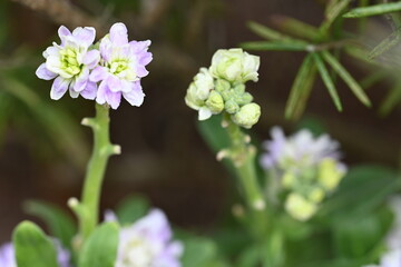 Purple and white flowers