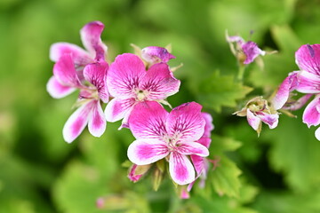 pink flowers in the garden