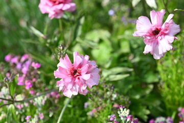 pink flowers