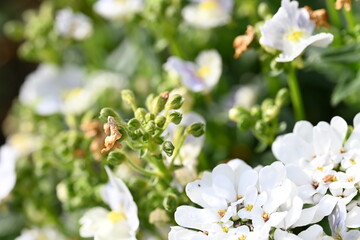 white spring flowers