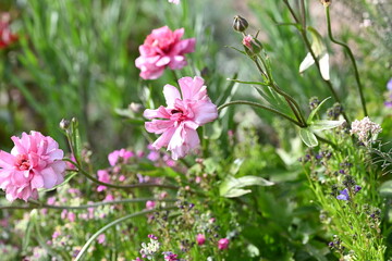 pink flower