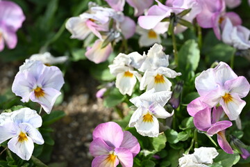 pink and white flowers