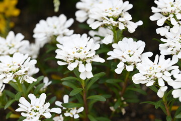 white flowers in the garden