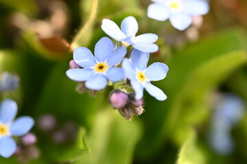 Forget me not 