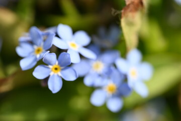forget me not