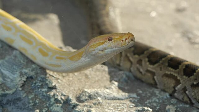 Burmese python slowly moving on ground.