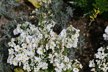 Wild white flowers