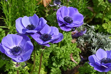 violet flowers in the garden