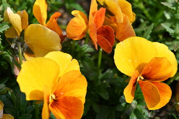 Fototapeta premium orange and yellow flowers